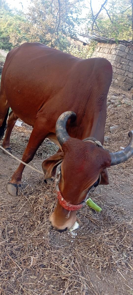 થંબનેલ 3