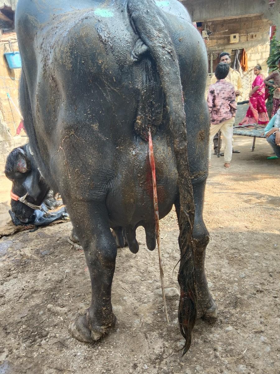 થંબનેલ 2