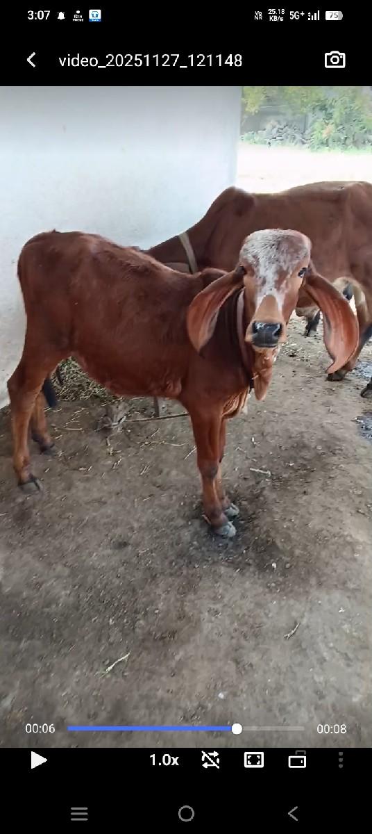 ઓરીજનલ ગીર વાછળી વેસવાની છે