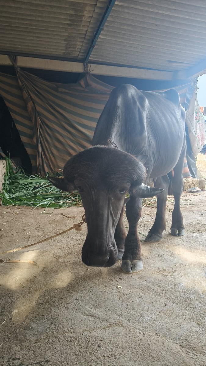 થંબનેલ 2