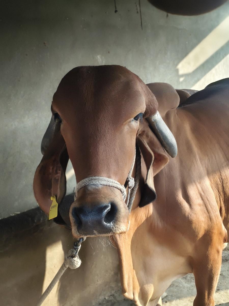 થંબનેલ 2