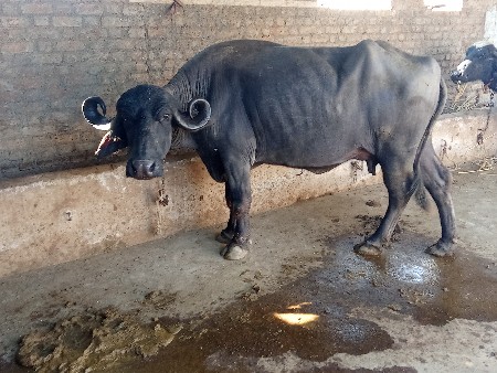 થંબનેલ 3