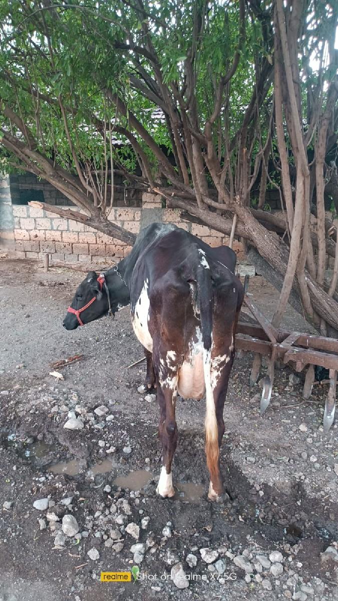 थंबनेल 2