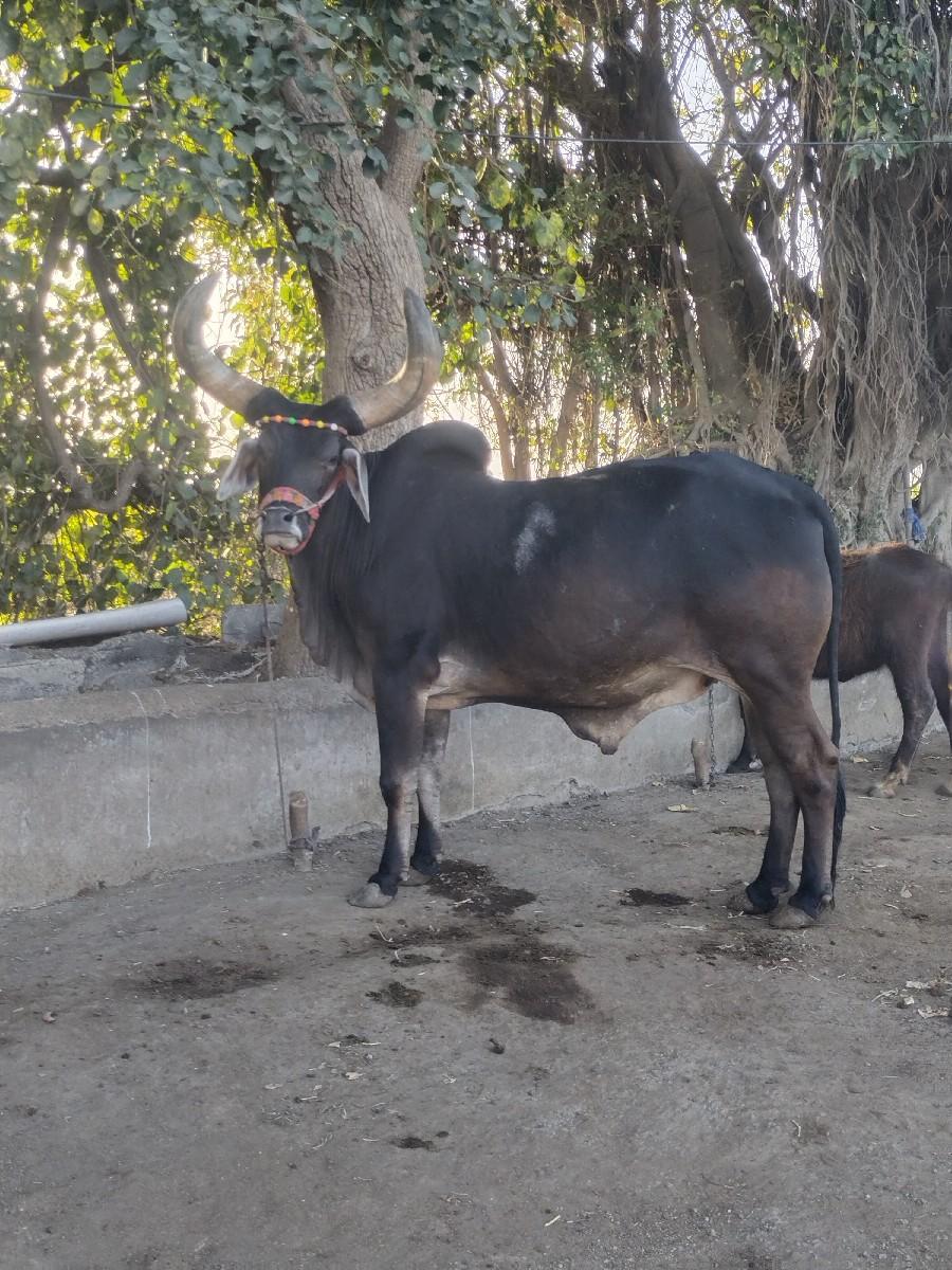 थंबनेल 1