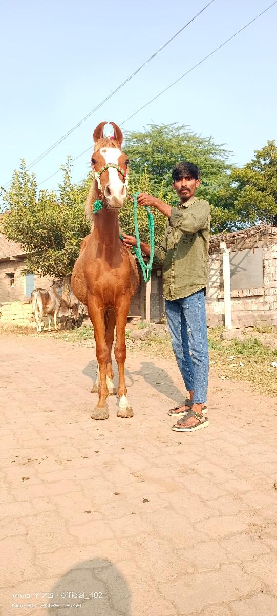 વછેરી છે પગે ચૉખી બાર ભરીને ચૉખી