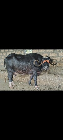 थंबनेल 4