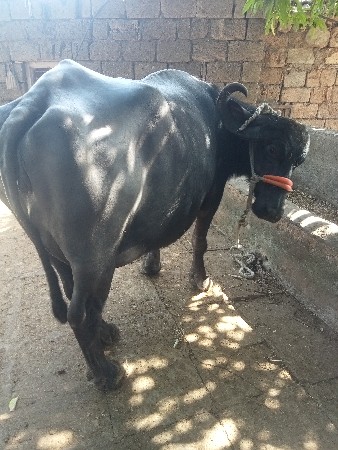 ભેંસ વેચવાની છે
