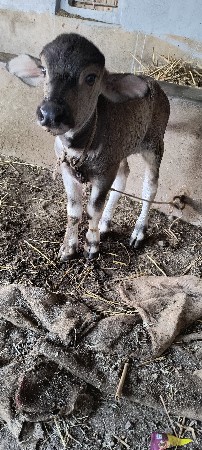 થંબનેલ 2