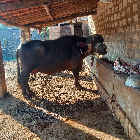 ભેંસ વેચવાની છે