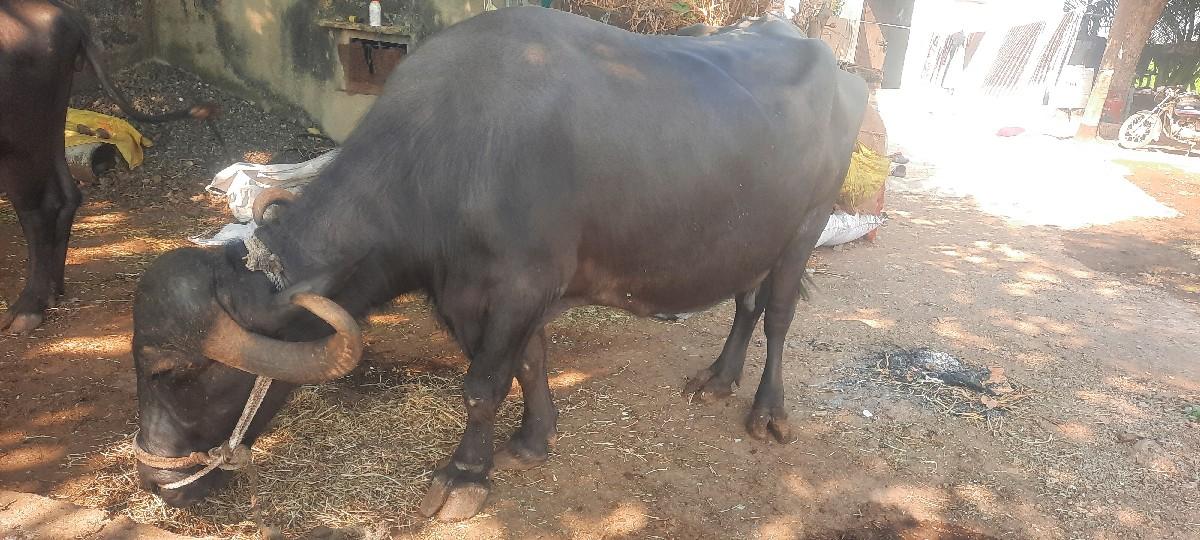 थंबनेल 3