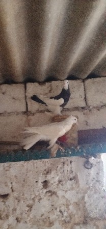 थंबनेल 3