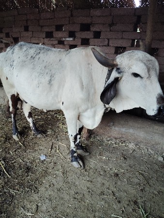 थंबनेल 2