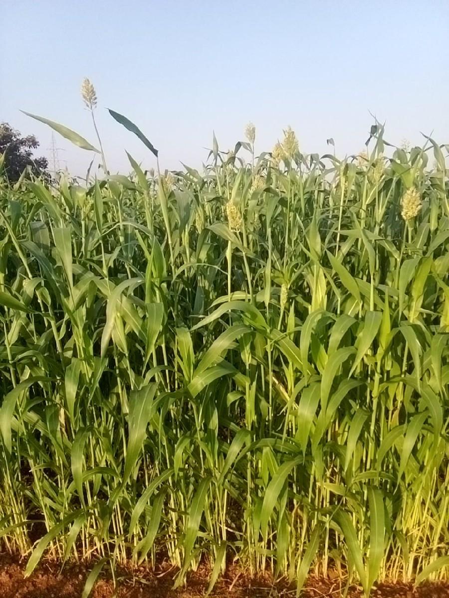 જુવાર લીલી 6.5 વિઘા ની છે