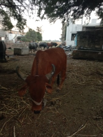 थंबनेल 3