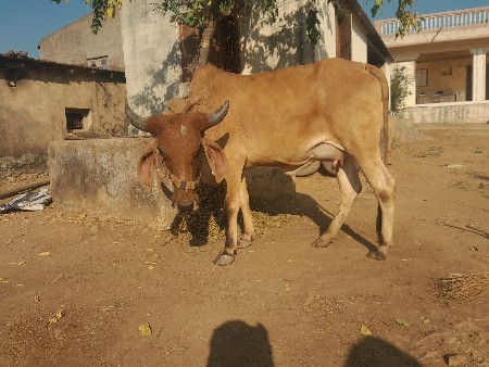 થંબનેલ 3