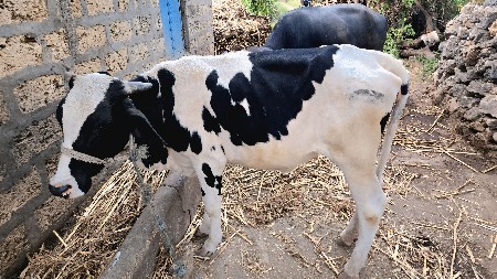 s.f. વાસડી દેવાની છે.