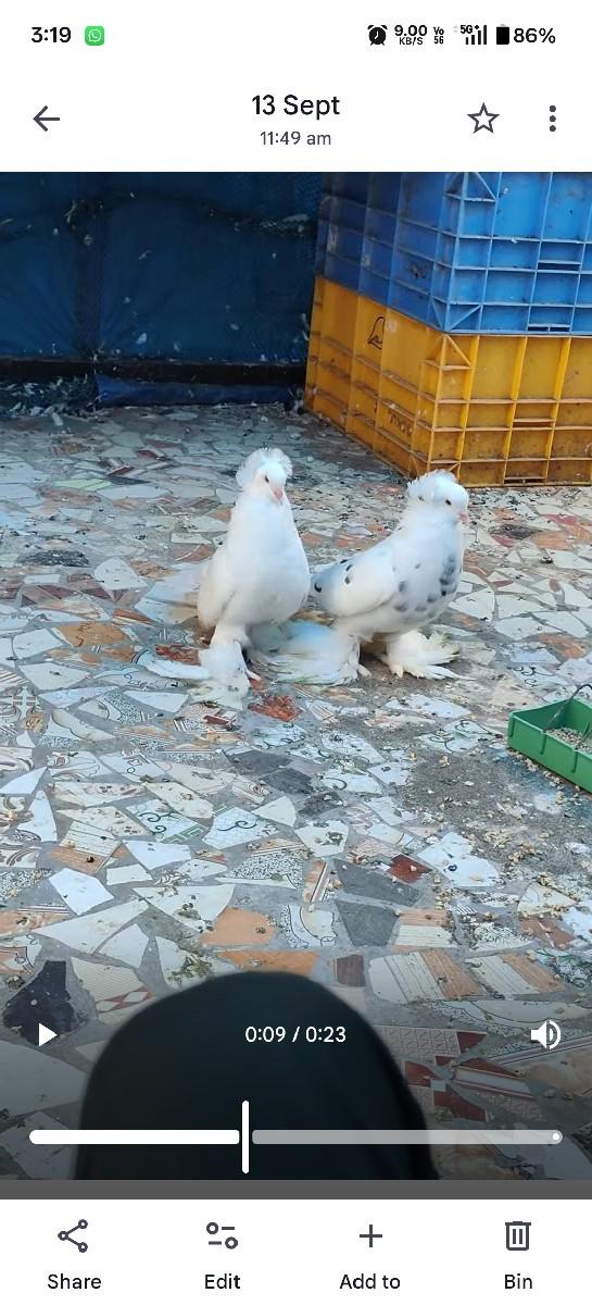 થંબનેલ 2