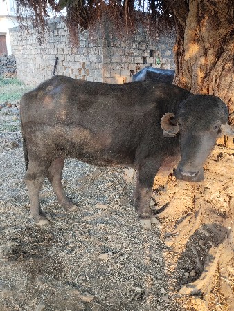 થંબનેલ 2