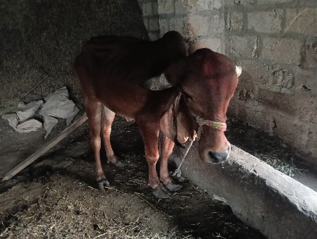 થંબનેલ 2