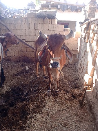 થંબનેલ 3