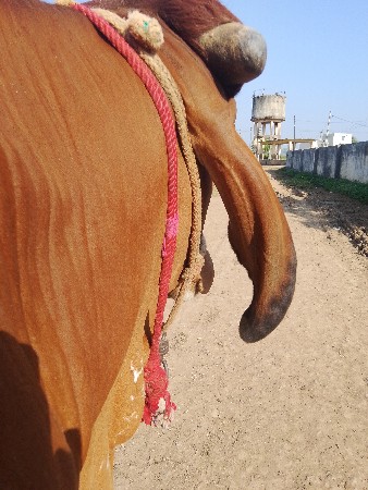 વાછડી વેચવાની છે