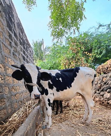 થંબનેલ 2