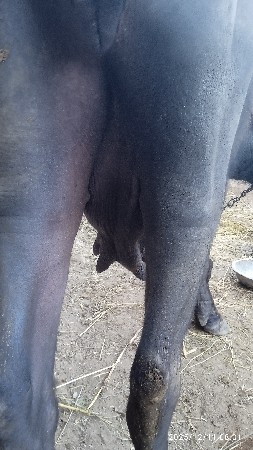 ખળેલી વેચવાની છે