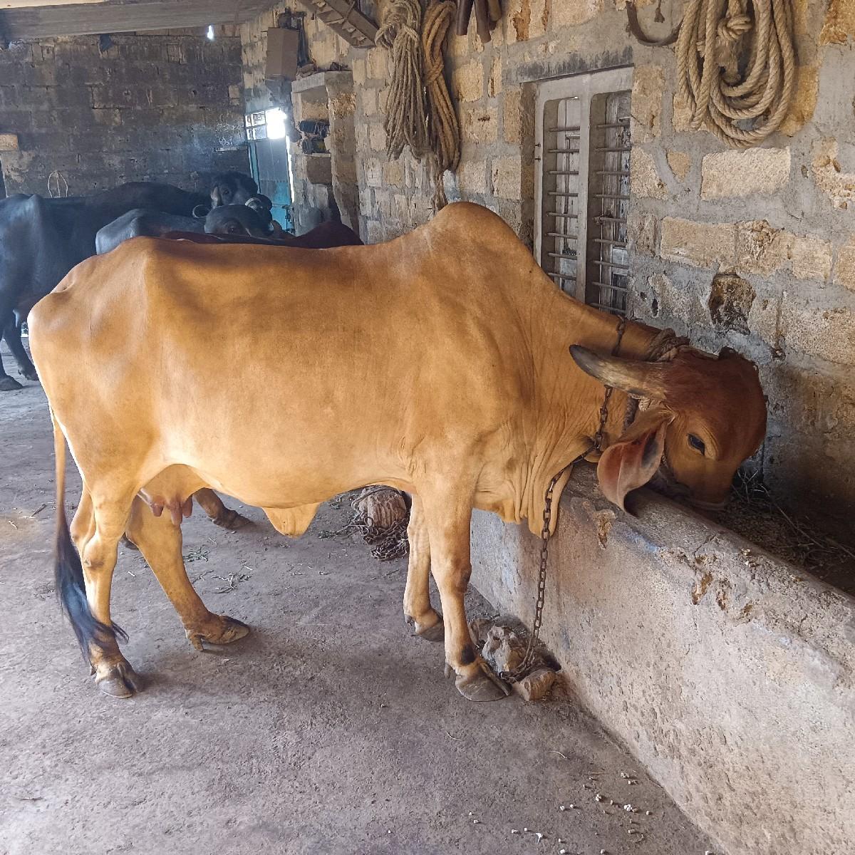 થંબનેલ 2