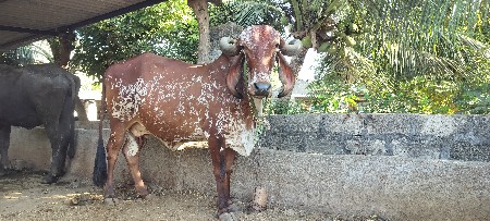 ગાય વેચવાની છે