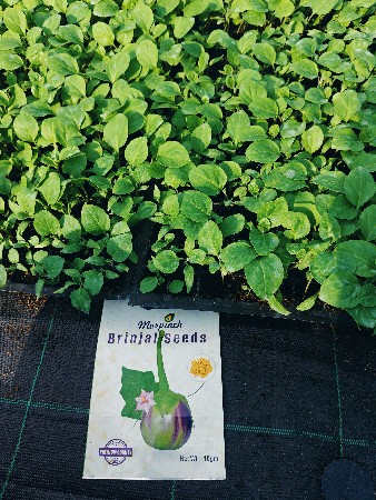 થંબનેલ 4