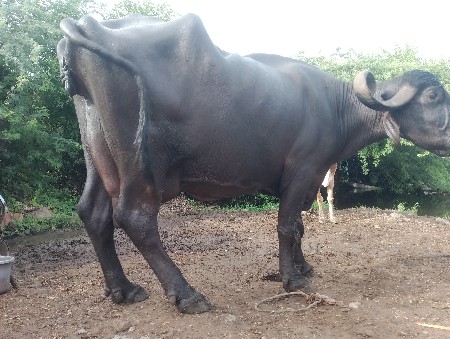 थंबनेल 2