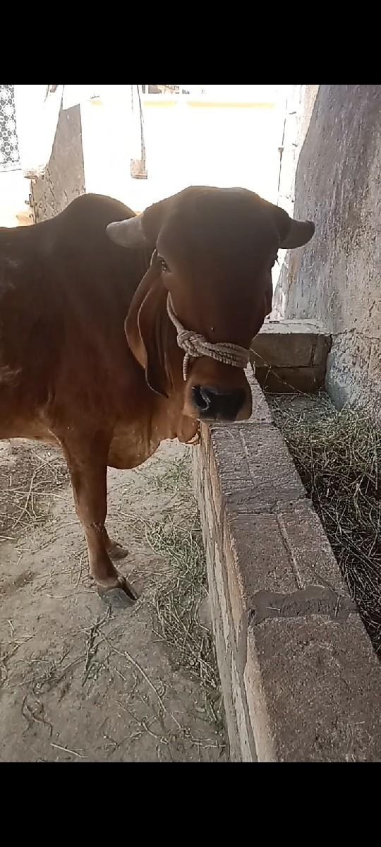 થંબનેલ 2