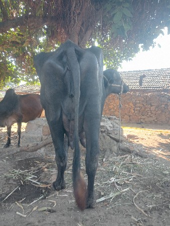 ભેંસ વેચવાની છે