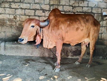 થંબનેલ 3