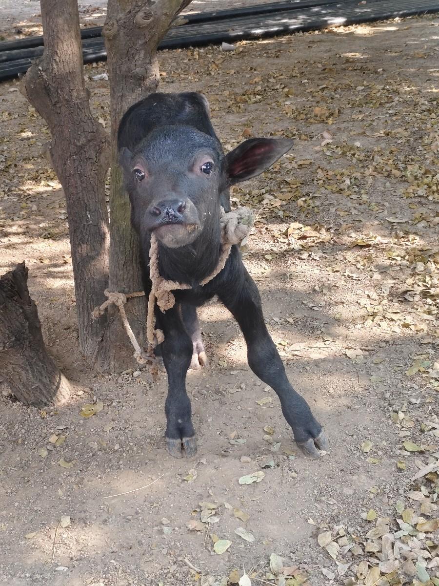 થંબનેલ 3