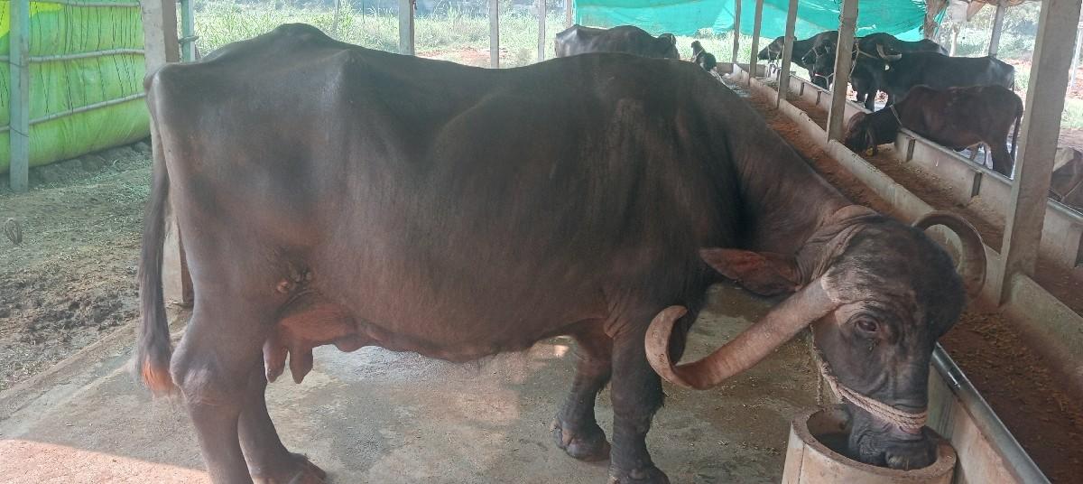 થંબનેલ 2