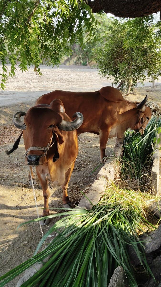 બળદ દેશી ગોરા વેચવા ના છે.