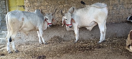 વઢીયારા બળદો