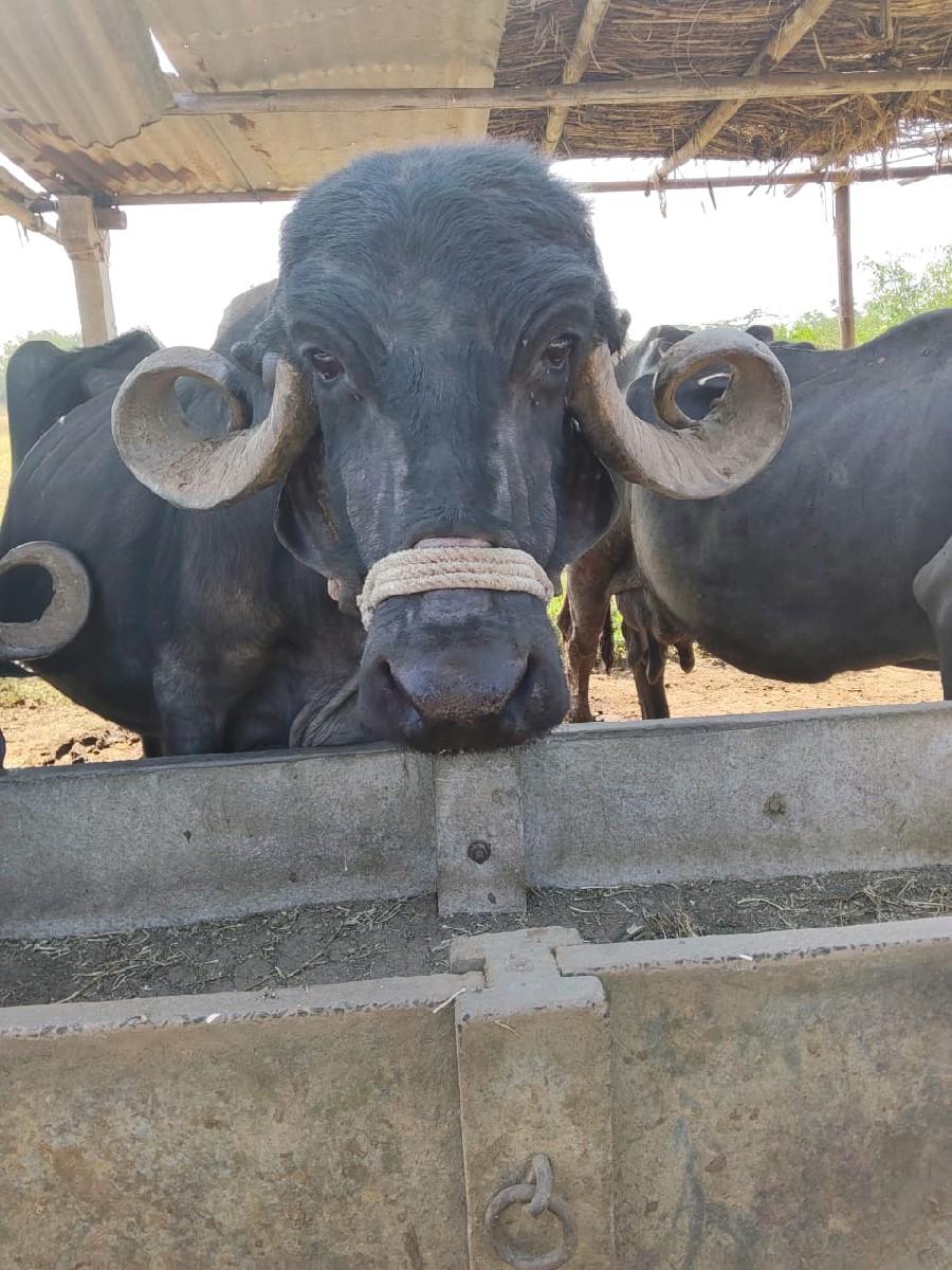 ભેંસ વેચવાની છે