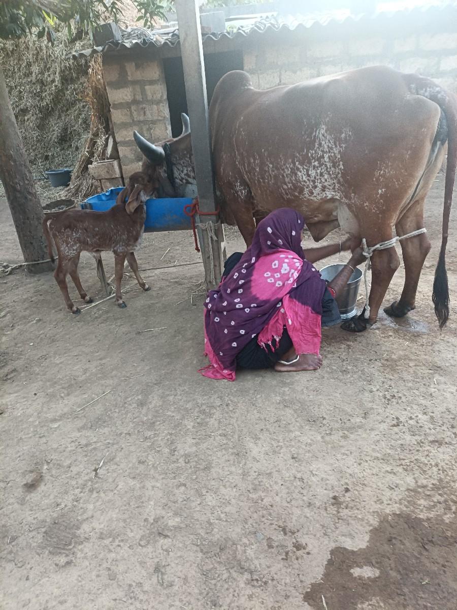 કાબરી ગાય વેચવાની છે