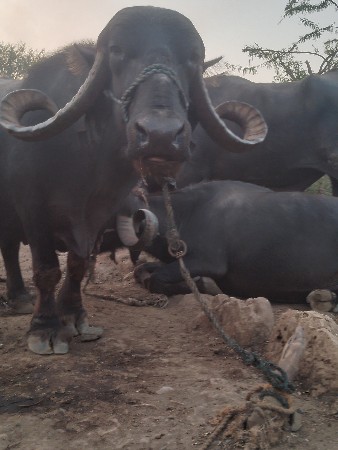 આ ભેંસ વેચવાની છે