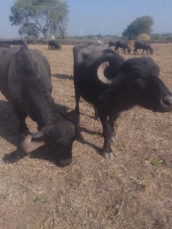 थंबनेल 3