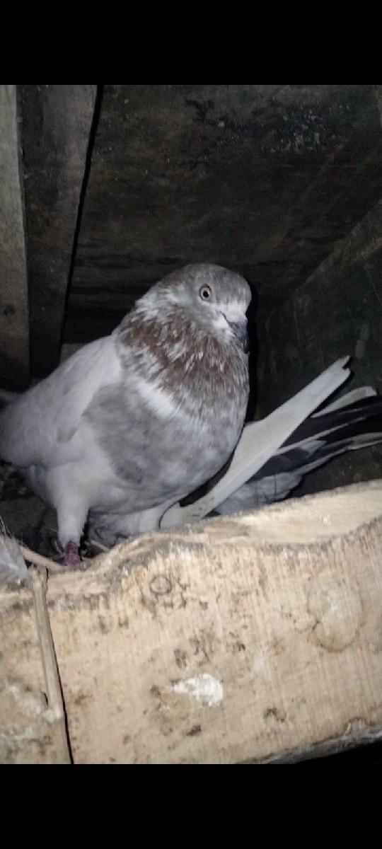 થંબનેલ 2