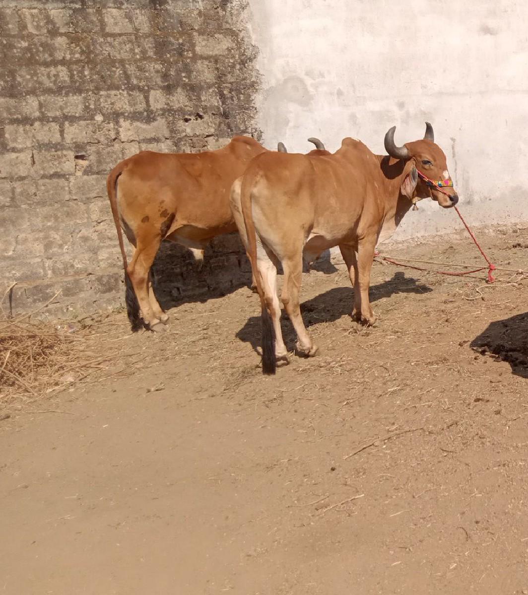 થંબનેલ 2