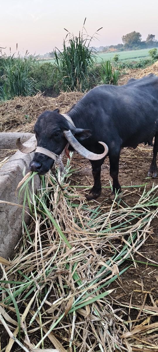 1.મહીનાની વીયાણલ પારુ મરીગયુ