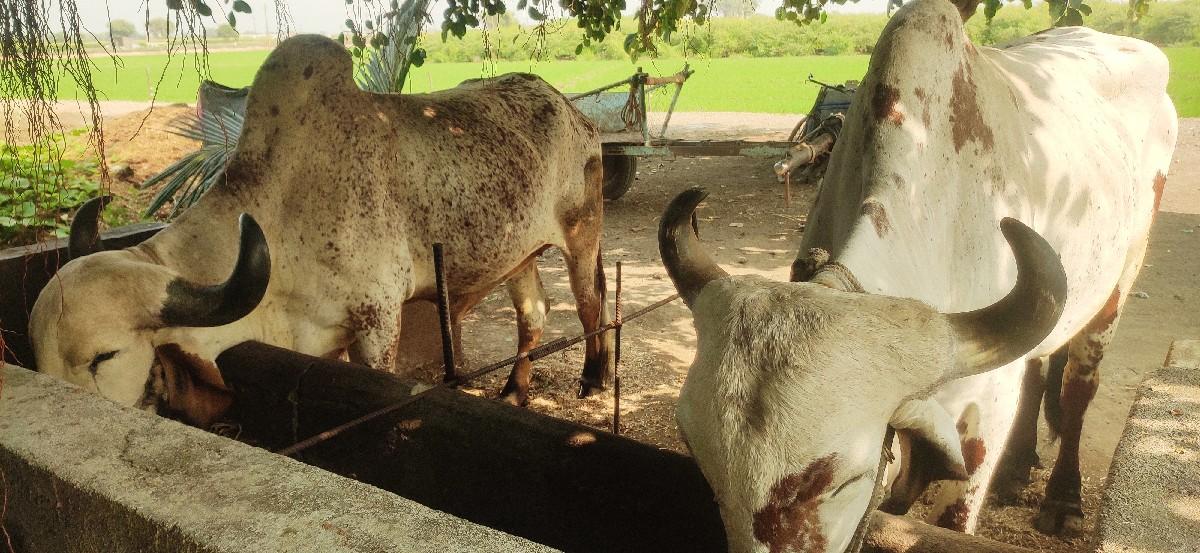 थंबनेल 3