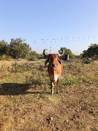 બળદ વેચવાનો છે