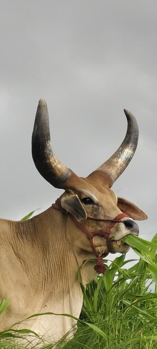 थंबनेल 2