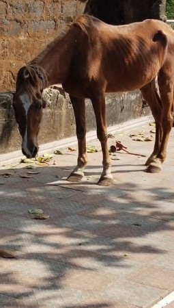 ઘોડી વેચવાની છે