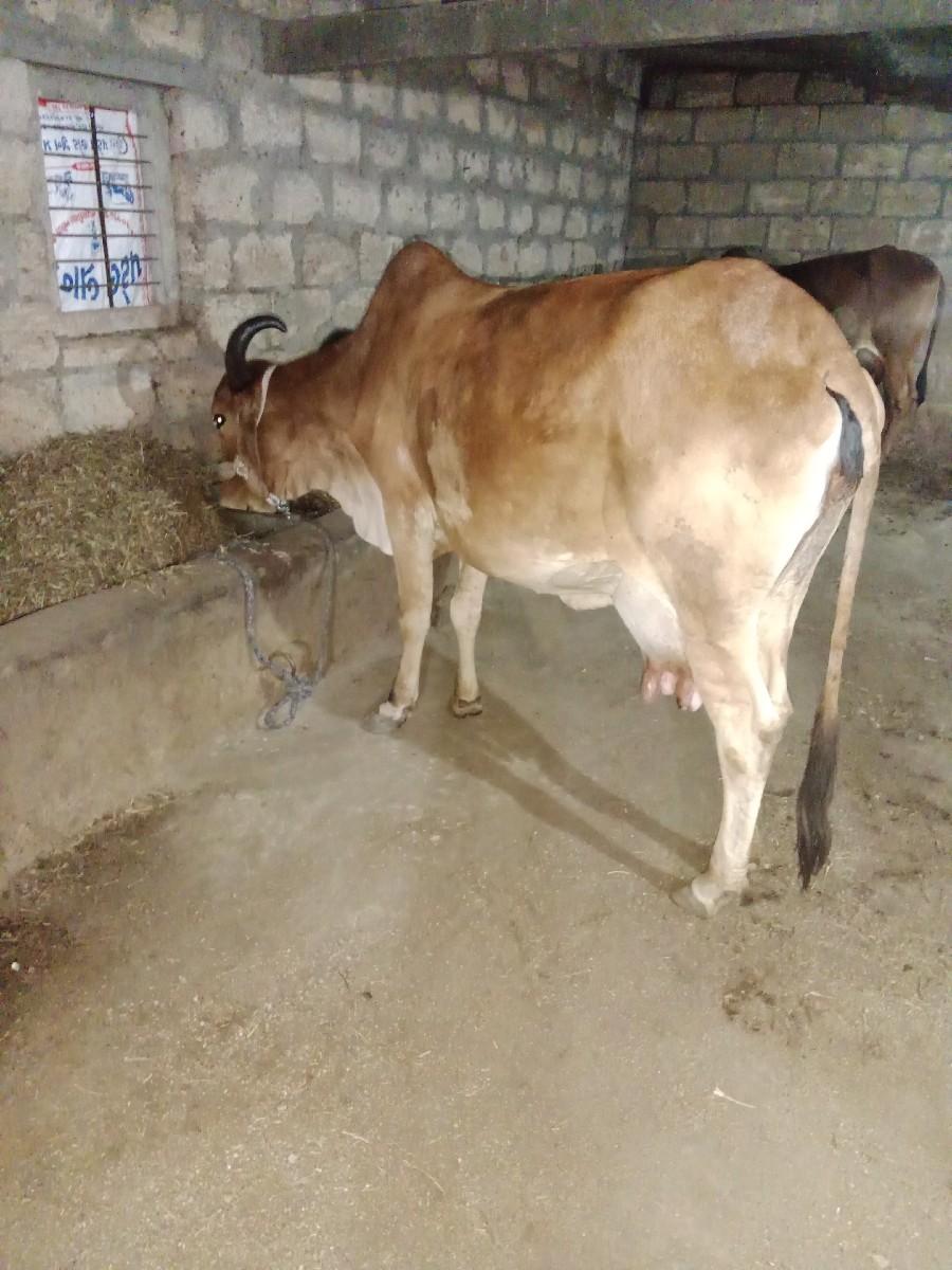 થંબનેલ 2